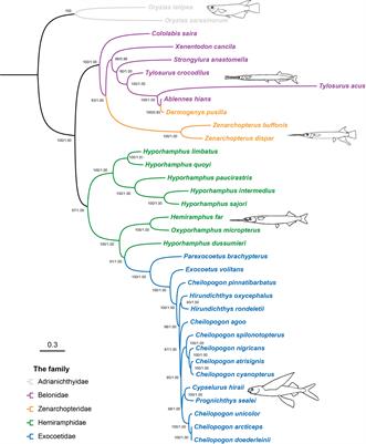 Stronger selective constraints on the mitochondrial genome in flying fishes